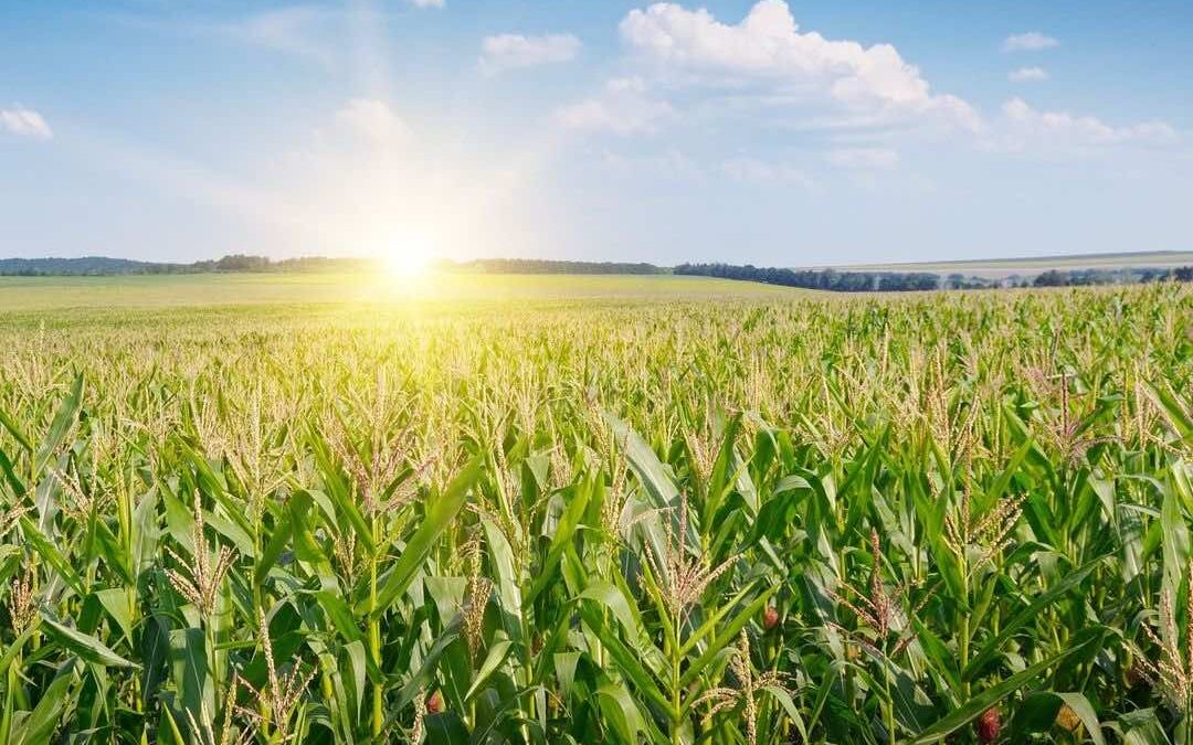Field of Dreams